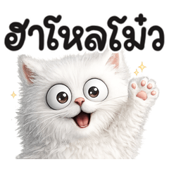 White cat fluffy.