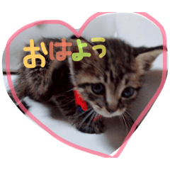 mypet(cat/dog)