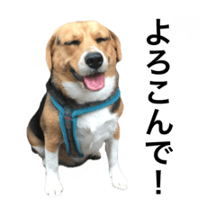 ビーグル犬エアロちゃん2