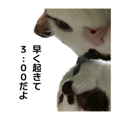 sundubutabetaina