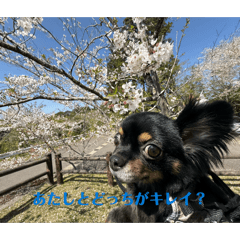 kmiv_20260530111301