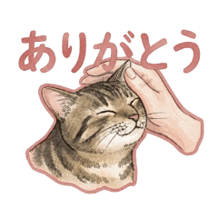 MyToraCat