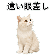 貓咪搞笑真心話 C096