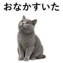 貓咪搞笑真心話 C097