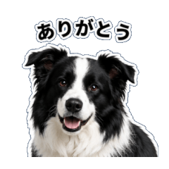 Border Collie sticker set