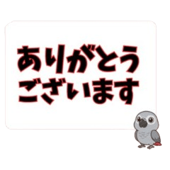 Big Text! Daily Parrots & Cockatoos