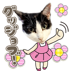 Cute nyans 2026
