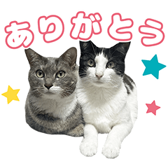 pomu coco mimi