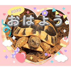 momocham_20260531003313