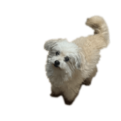 tibideka_20260531003627