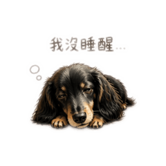 黑四目長毛臘腸耍可愛