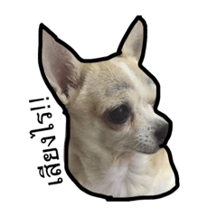 Dig Dog
