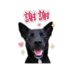 黑犬Kuro的實用貼圖1
