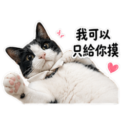 賓士貓歐拉-霸總來襲