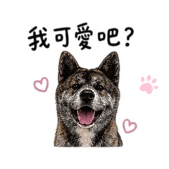 我是秋田犬東將