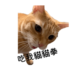 嗆蝦貓