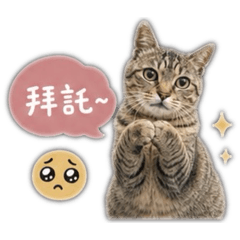 虎斑貓（日常用語）