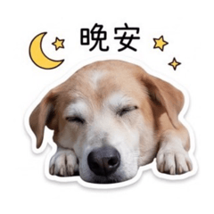 我の皮皮狗
