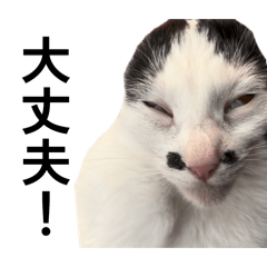 piyocomo_20260531092122