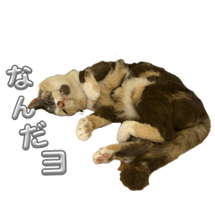 Miyutyann_20260531103159
