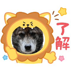 animalCY
