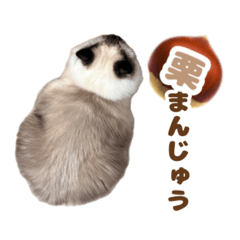 azuki_20260531104826