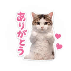 akane_20260531114300