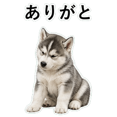 狗狗鹽回應 D001