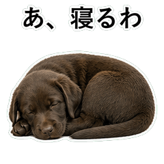 狗狗鹽回應 D099