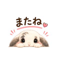 lop ear rabbit_mimi