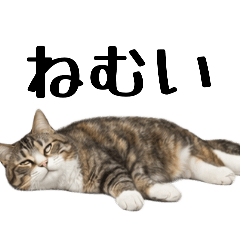 Cat's Ultimate Cute Stickers