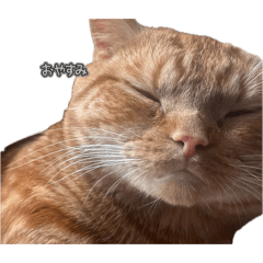 totocat_stamps