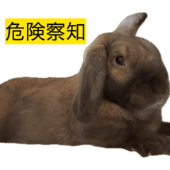 chocochobikuronimo_20260531121814