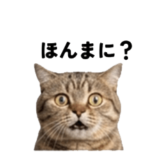 Surreal Kansai-dialect cat