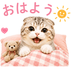 Lovely Scottish Fold Daily Stamps