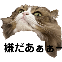 20241021neko_20260531134526