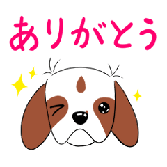 cavalier Dorothy 2