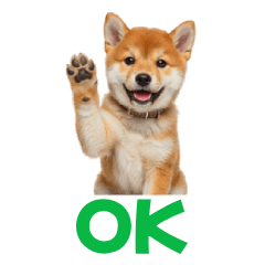 Daily Shiba Inu Puppy
