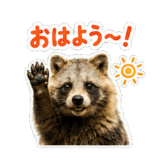 Cute Raccoon Daily