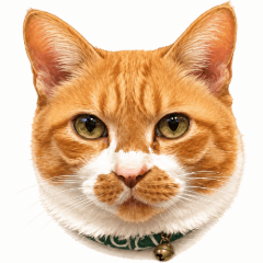 Cat Stickers 32