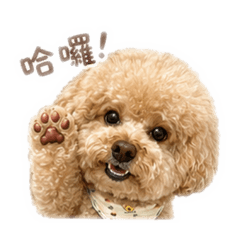 ㄚ頭頭