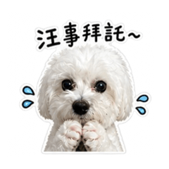 貓狗大戰略略略