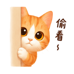 我家橘貓每天的日常