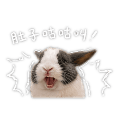 嘟比出沒！！