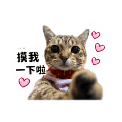 陳弟弟專屬
