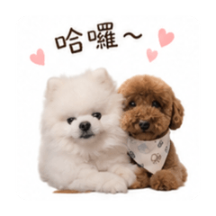 貴賓狗2
