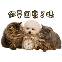 四寶&核桃