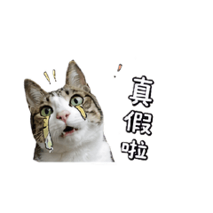 家貓—白爛系列