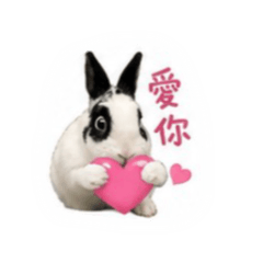 黑白兔·來財