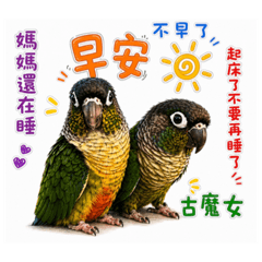 小太陽鸚鵡-阿啾西&阿勇的日常